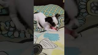любитель одеял by Motya chihua ha ha 385 views 1 year ago 1 minute, 3 seconds