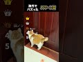 可愛すぎて気絶注意！海外でバズったスマート猫