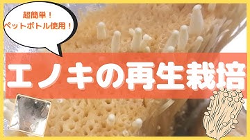 エノキを再生栽培してみたら面白い結果になった