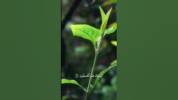 وَلَا تَكُونُوا كَالَّذِينَ نَسُوا اللَّهَ فَأَنسَاهُمْ أَنفُسَهُمْ  سورة الحشر الآية19 #following