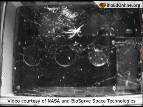 Esmerelda fly capture - Spiders in Space - STS-134