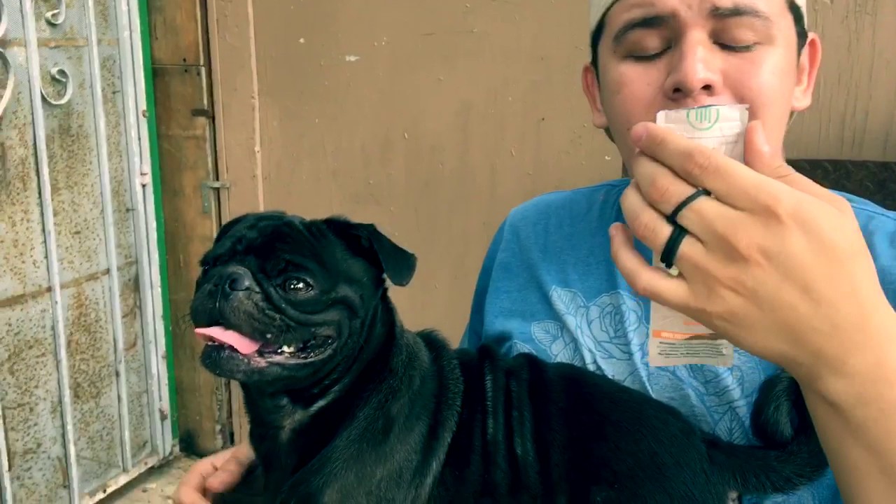 High Hemp Mauimango Organic Wraps Review/ Super Nova OG Review