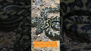 Famous Carpet python we found on our last MPR trip to SE Qld. Net Worth