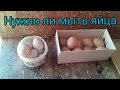 Мыть ли Яйца / Как Определить Яйцо Крякающей утки от Индоутиного яйца / Мускусные утки