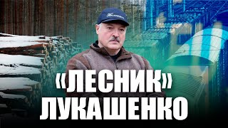 Как Лукашенко «через лес» обходит санкции?