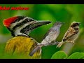 Masteran Buat Murai Cak Ijo Juara Platuk Bawang Siri Siri Greja Tarung Mp3 - Mp4 Download