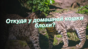 Откуда у домашней кошки блохи?
