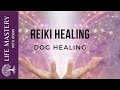 Reiki Healing | Healing Dogs with Sound Music