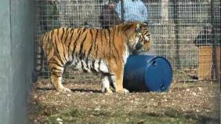 Ziggy and Tigger G Habitat Release