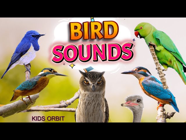 Bird Sounds and Names | Birds Chirping | Birds Sounds Compilation | Learn Bird Names class=