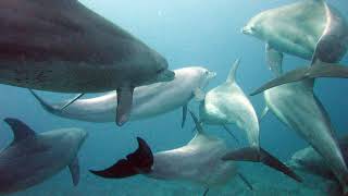 SeaWorld | Wikipedia audio article