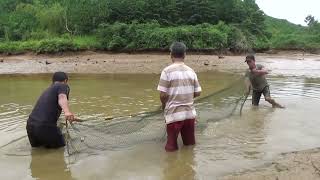 Unbelievable Traditional Fishing - Cast Net Fishing 1000Kg Catching in the Village Pond #fishing