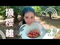 【阿乖Vlog】美國農村疫情中的端午節摘櫻桃，原來櫻桃還可以這麼摘？？？