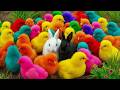 World Cute Chickens, Colorful Chickens, Rainbows Chickens, Cute Ducks, Cat, Rabbits,Cute Animals🐤🐣🦆🐟