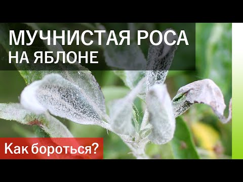 Видео: Мучнистая роса Борьба с яблонями: как лечить яблони с мучнистой росой