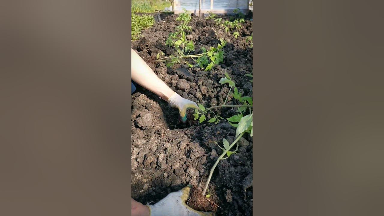 Помидоры, томаты - посадка в открытый грунт - YouTube
