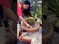 Decorando un enorme cactus #shorts