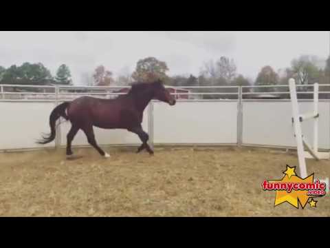 top-25-horse-fail-videos-2