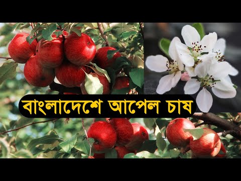 ভিডিও: আপেল পুষ্প বিটল - আপেল গাছের কীট