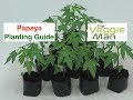 Papaya Growing by EWS. A profitable business. Step by step approach in Papaya management.