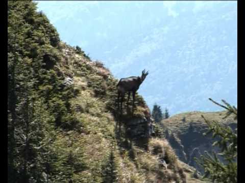 capre negre pe ceahlau in septembrie