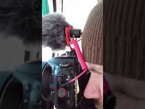 Vídeo: Urogallo negre caucàsic: descripció amb foto