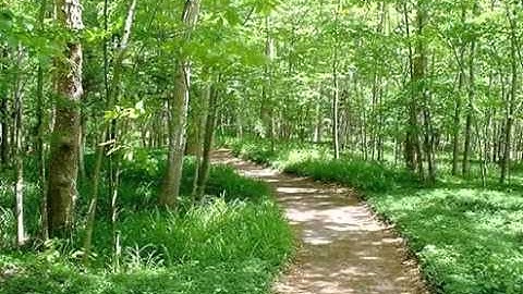 تلاوه خاشعه من سورة الانبياء بصوت عبد العزيز الزهراني