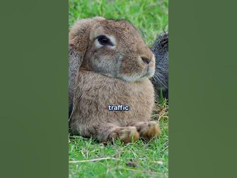 How to fix COMPACTED soil - YouTube