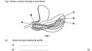QUESTION AND ANSWER ON -FLOWERING PLANTS