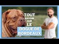 Race de chien Dogue de Bordeaux : caractère, dressage, comportement, santé de ce chien de race...