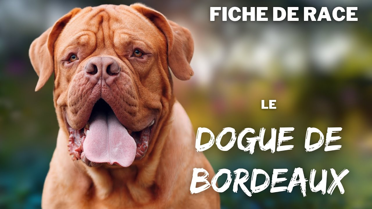 Dogue de Bordeaux