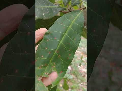Antracnose do cajueiro