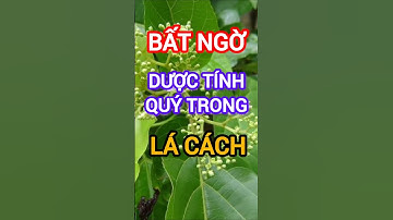 Bạn Sẽ Bất Ngờ Với Những Dược Tính Quý Có Trong Lá Cách #dinhduong #health #suckhoe #lacach