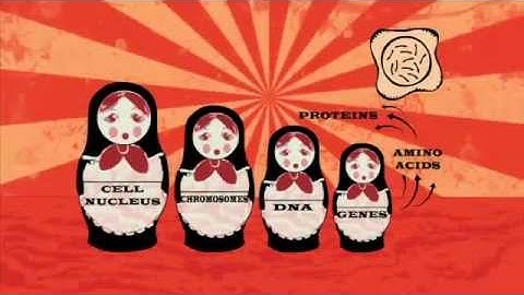 GCSE BBC Bitesize - Cells Revision