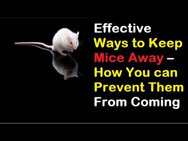 5 Tips to Keep Mice Away — Titan