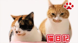2020.10.13 みゃうの猫日記(説明欄に時間有)  【Miaou みゃう】