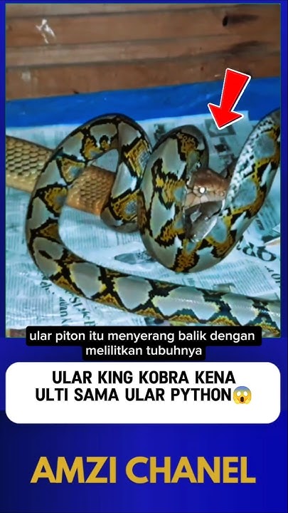 ULAR PYTHON MELILIT ULAR KOBRA⁉️😱#shorts - YouTube