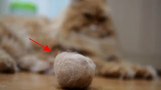 THINGS YOU SHOULD AVOID DOING TO YOUR CATS by Cats HD Tv 141 views 3 years ago 3 minutes, 9 seconds