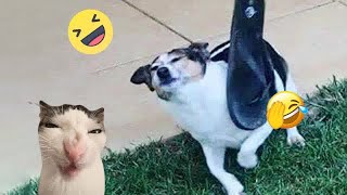 😹😍 So Funny! Funniest Cats and Dogs 2024 🐱🐱 Best Funny Animals 2024 #15