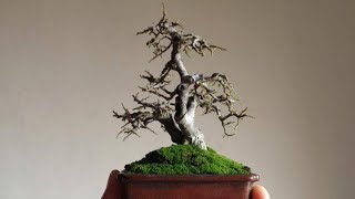 100++ inspirasi mame bonsai termasuk aneka (gaya&jenis tanaman) simak kuy 😉