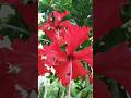 hibiscus, desi gudhal , white pink red hibiscus, #flowers #hibiscus #garden