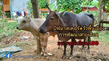 บีฟมาสเตอร์ ผสมวัวไทย(วัวพื้นเมือง) การพัฒนาสายเลือด อนาคตมีเลือด100 #การเลี้ยงวัว #คนเลี้ยงวัว