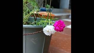 Portulaca can change your mood in seconds । portulaca / mossrose / 9o' clockflower / timeflower ।