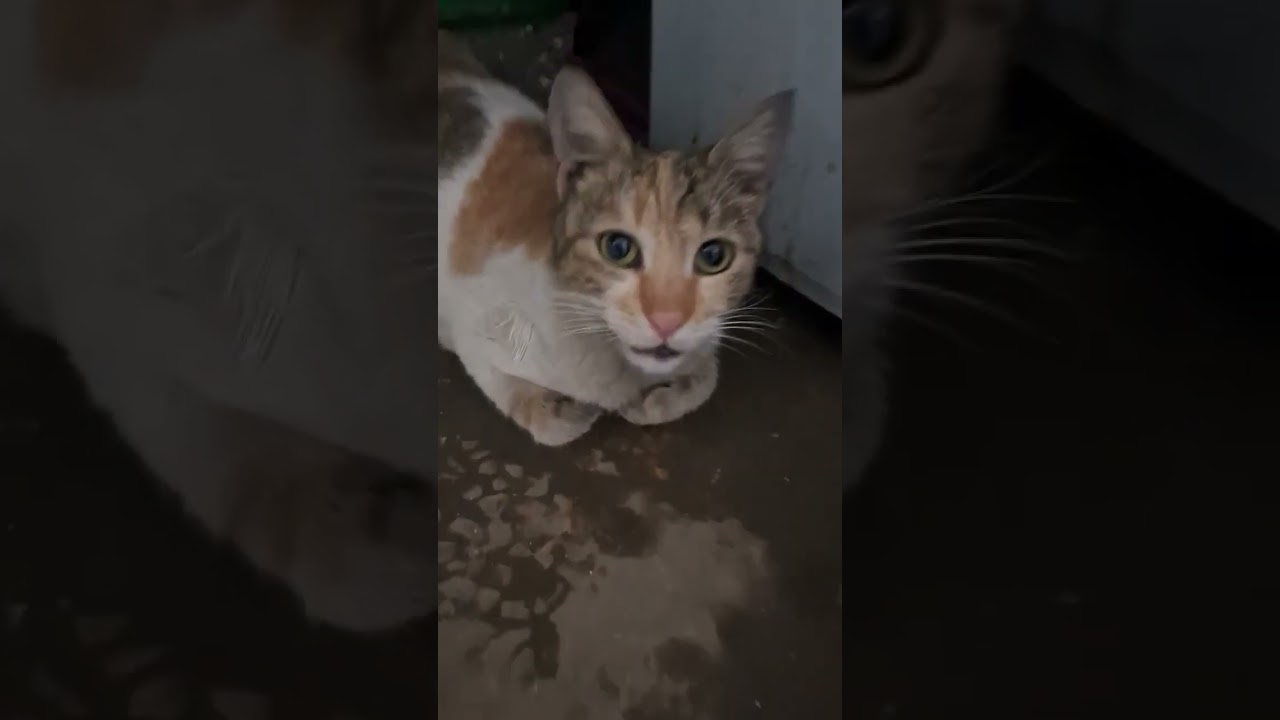 cat voice cat video #cat #catsounds #catvideos #kitten #kittens #cute #shorts #shortsfeed