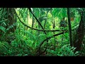 (relaxing jungle for KIDS!! )with rain sounds