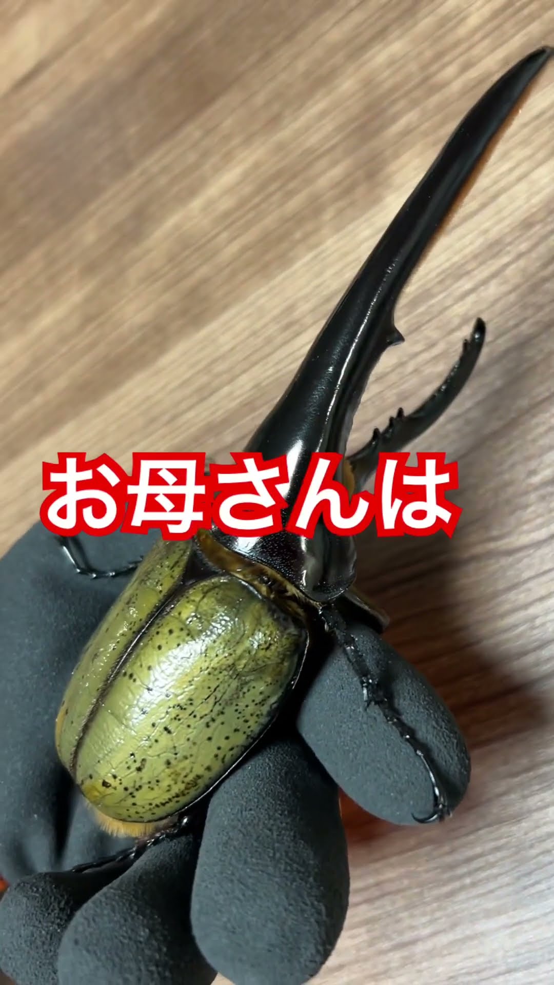 アートオブヘラクレスmovie - YouTube