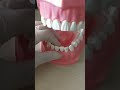 Arcada dental odontologa dientes removibles
