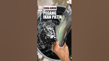 Thumbnail of Cara Aman Pegang Ikan Patin Agar Tidak Kena Patilnya #budidayaikan #ikanpatin #shorts