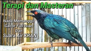 Terapi dan masteran cucak keling agar cepat bunyi dengan kombinasi suara air kran.