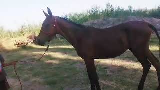 картинка: Ушул жаш кулун сатылат ☎️+996 224 344 003